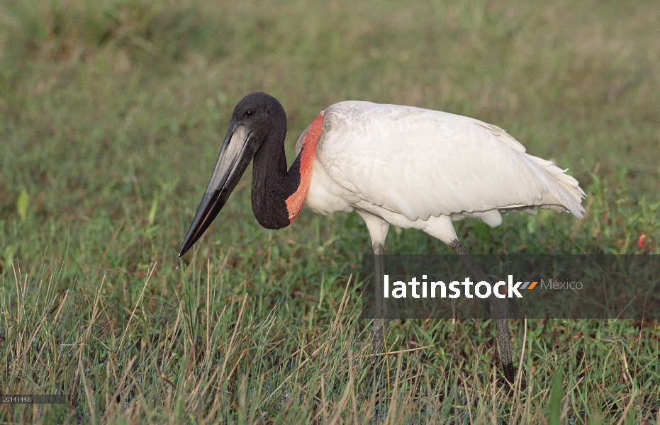 Cigüeña Jabirú (Jabiru mycteria) alimentándose en los pantanos de la sabana, refugio ecológico Caima