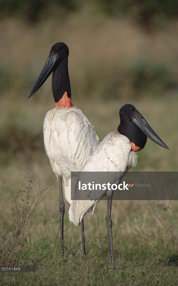 Jabiru Stork (Jabiru mycteria) par cortejar, refugio ecológico Caiman, Pantanal, Brasil