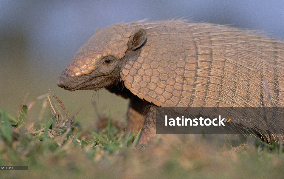 Armadillo amarillo (Euphractus sexcinctus), ecosistema del Pantanal, Brasil