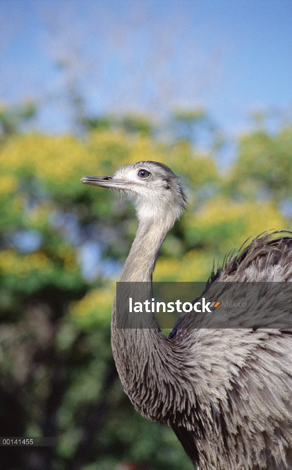 Mayor Rhea (Rhea americana) en pastizales de sabana, Fezenda Rio Negro, Pantanal, Brasil