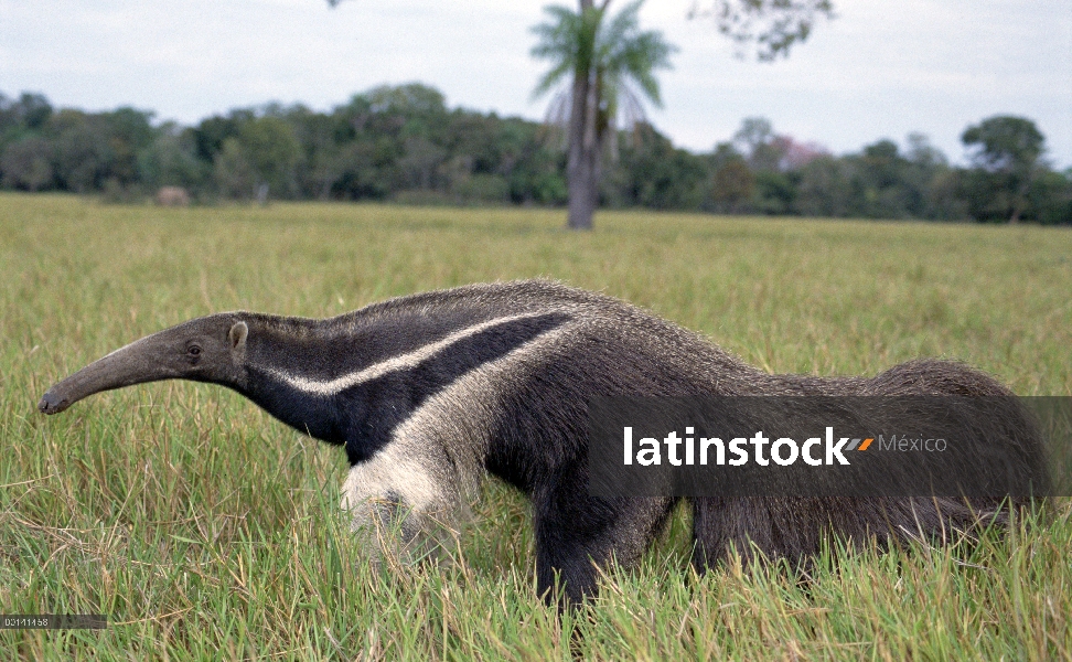 Oso hormiguero gigante (Myrmecophaga tridactyla), el Pantanal, Brasil