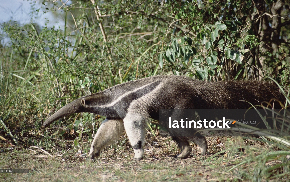 Oso hormiguero gigante (Myrmecophaga tridactyla), el Pantanal, Brasil