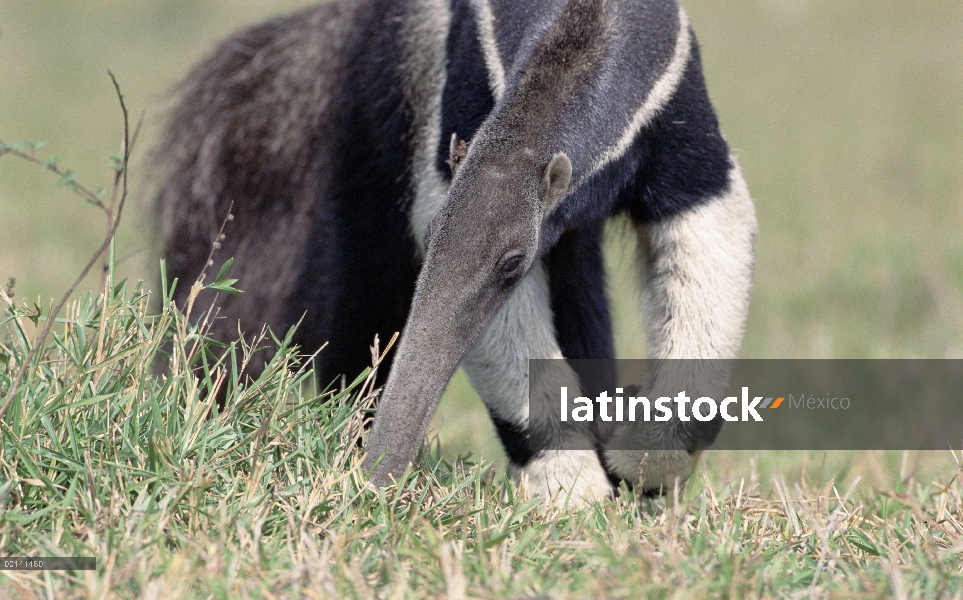 Oso hormiguero gigante (Myrmecophaga tridactyla), el Pantanal, Brasil