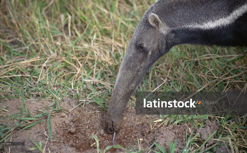 Oso hormiguero gigante (Myrmecophaga tridactyla) comer termitas, Pantanal, Brasil