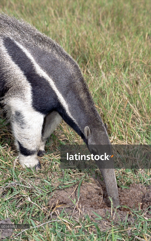 Oso hormiguero gigante (Myrmecophaga tridactyla) comer termitas, Pantanal, Brasil