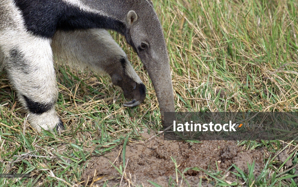 Retrato gigante de oso hormiguero (Myrmecophaga tridactyla), Pantanal, Brasil