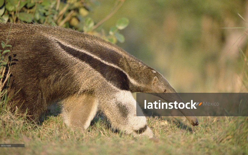 Oso hormiguero gigante (Myrmecophaga tridactyla) comer, Pantanal, Brasil