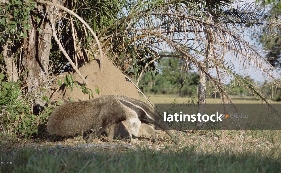 Oso hormiguero gigante (Myrmecophaga tridactyla) entre la vegetación, Pantanal, Brasil