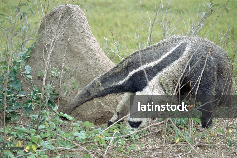 Oso hormiguero gigante (Myrmecophaga tridactyla) en busca de alimento, Pantanal, Brasil