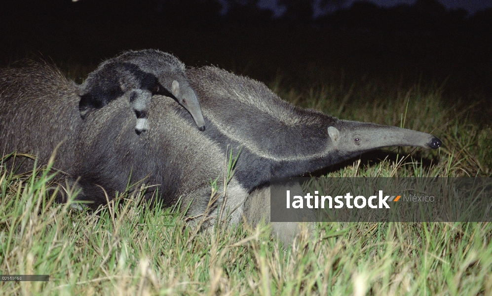 Oso hormiguero gigante (Myrmecophaga tridactyla) llevando a su bebé en su espalda, Pantanal, Brasil