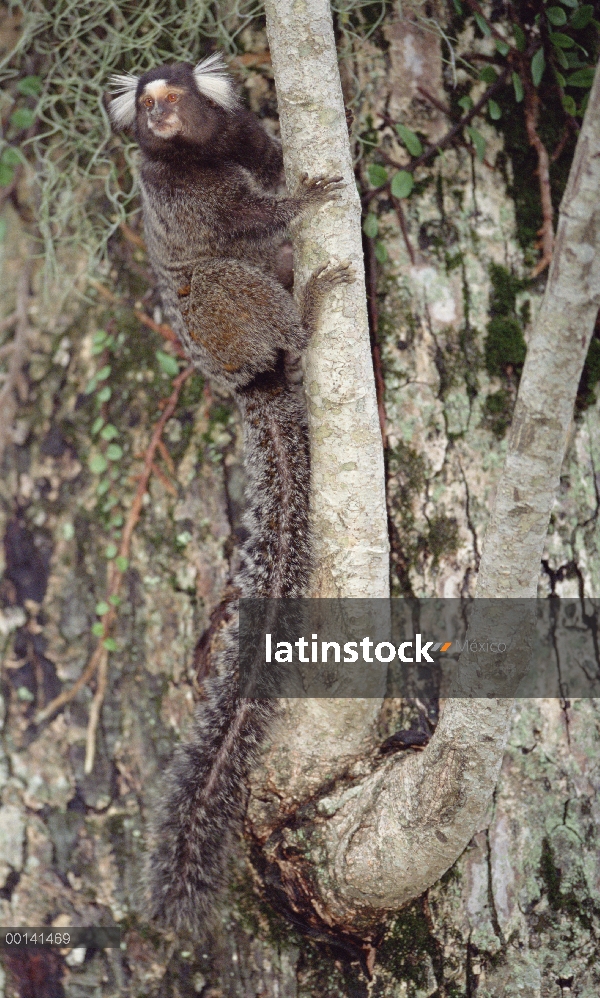 Tití común (Callithrix jacchus) en árbol, bosque Atlántico, Brasil