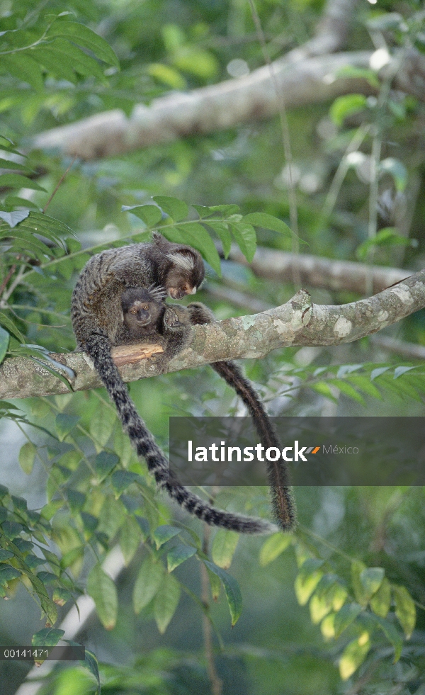 Tití común (Callithrix jacchus) mutuo acicalamiento entre los miembros del grupo social, bosque Atlá