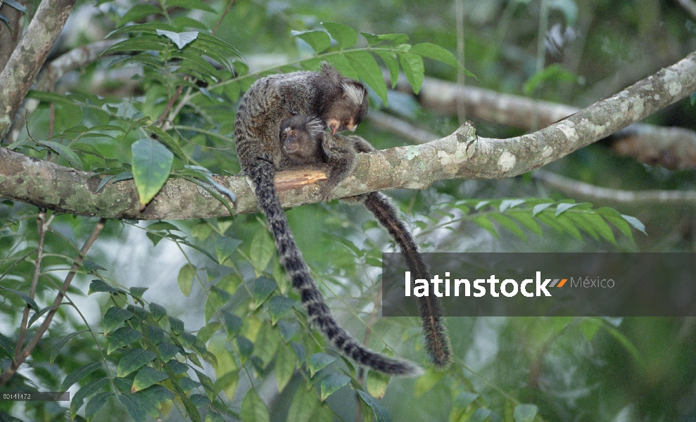 Tití común (Callithrix jacchus) mutuo acicalamiento entre los miembros del grupo social, bosque Atlá