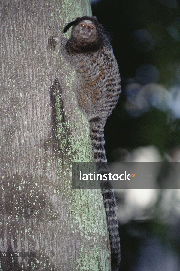 Negro retrato de porrones-oído tití (Callithrix penicillata), bosque Atlántico, Brasil