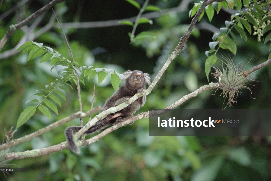 Tití común (Callithrix jacchus) en árbol, bosque Atlántico, Brasil