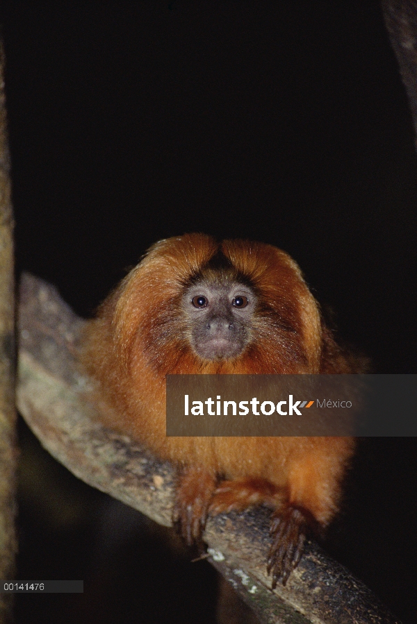 Retrato Golden Lion Tamarin (rosalia de Leontopithecus), bosque Atlántico, Brasil