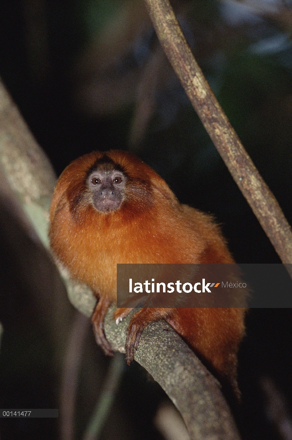 Retrato Golden Lion Tamarin (rosalia de Leontopithecus), bosque Atlántico, Brasil