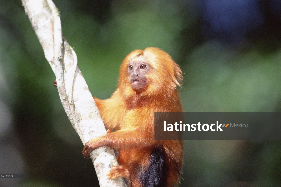 Retrato Golden Lion Tamarin (rosalia de Leontopithecus), bosque Atlántico, Brasil