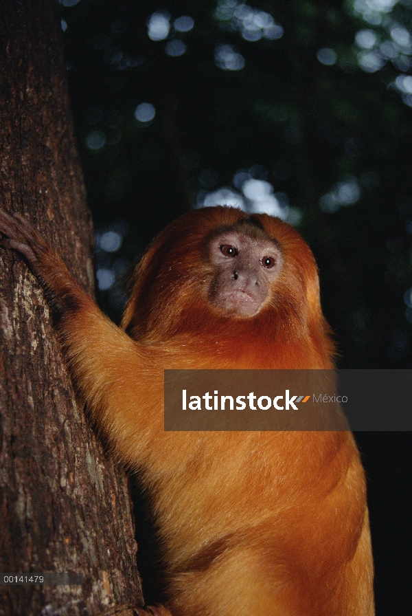 Golden Lion Tamarin (rosalia de Leontopithecus) retrato, Poco Das Antas reserva, bosque Atlántico, B