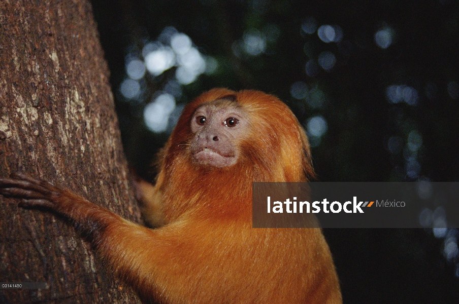 Golden Lion Tamarin (rosalia de Leontopithecus) retrato, Poco Das Antas reserva, bosque Atlántico, B