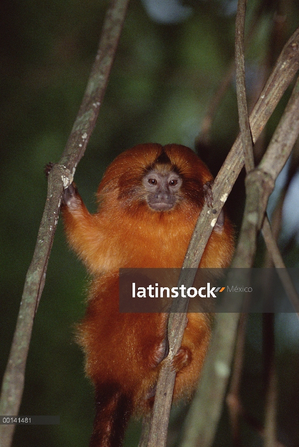 Golden Lion Tamarin (rosalia de Leontopithecus) retrato, Paco Das Antas reserva, bosque Atlántico, B