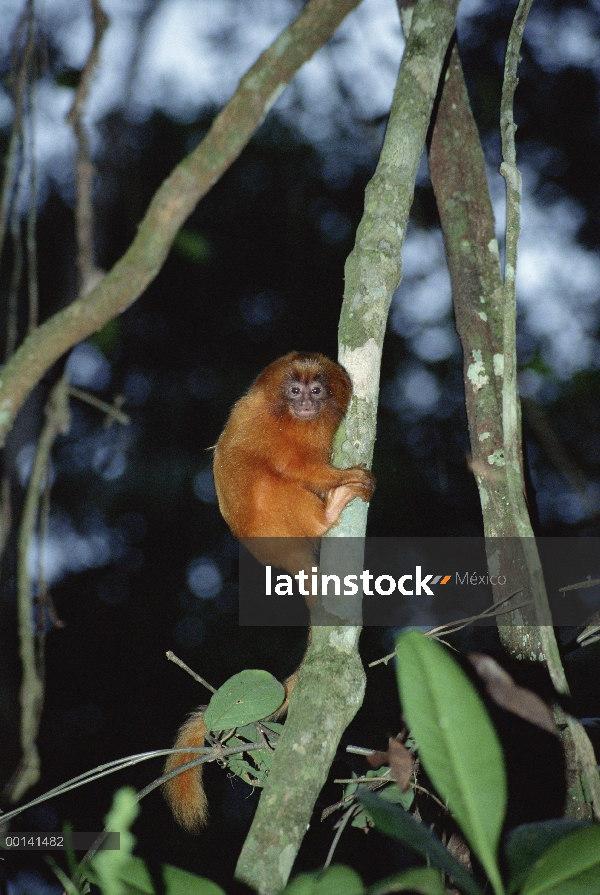 Tamarino león dorado (Leontopithecus rosalia) en hábitat de bosque denso, Poco Das Antas reserva, bo