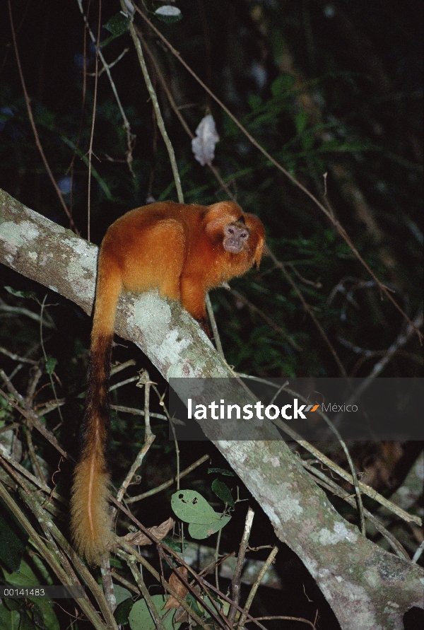 Tamarino león dorado (Leontopithecus rosalia) en hábitat de bosque denso, Poco Das Antas reserva, bo