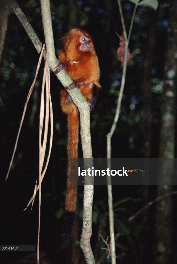 Tití león (Leontopithecus rosalia) masculino con radio collar dorado, bosque Atlántico, Brasil