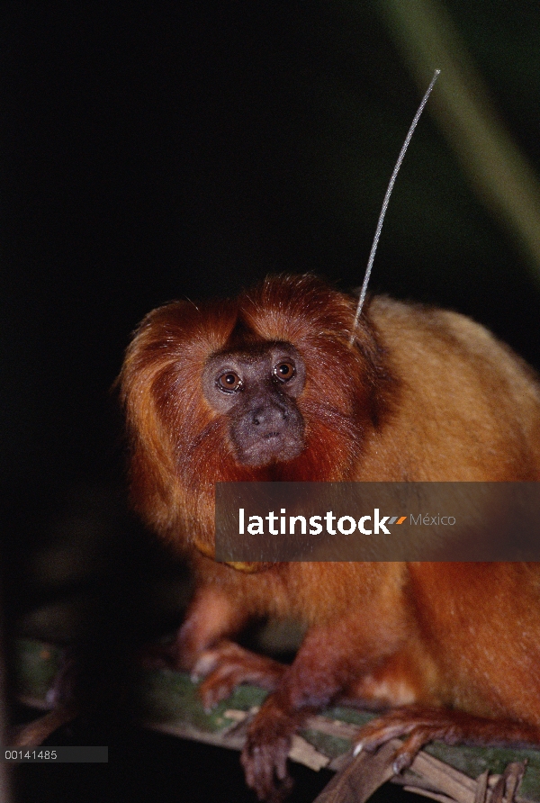 Retrato de león dorado (Leontopithecus rosalia) oro, lleva radio collar, bosque Atlántico, Brasil