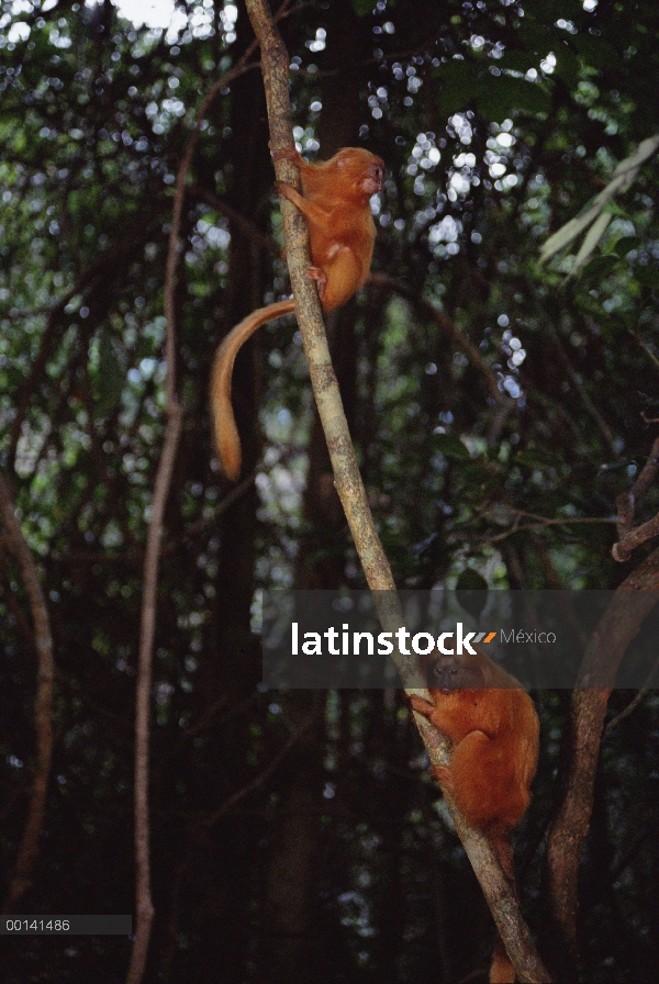 Golden Lion Tamarin (rosalia de Leontopithecus) grupo familiar socialización, Poco Das Antas reserva