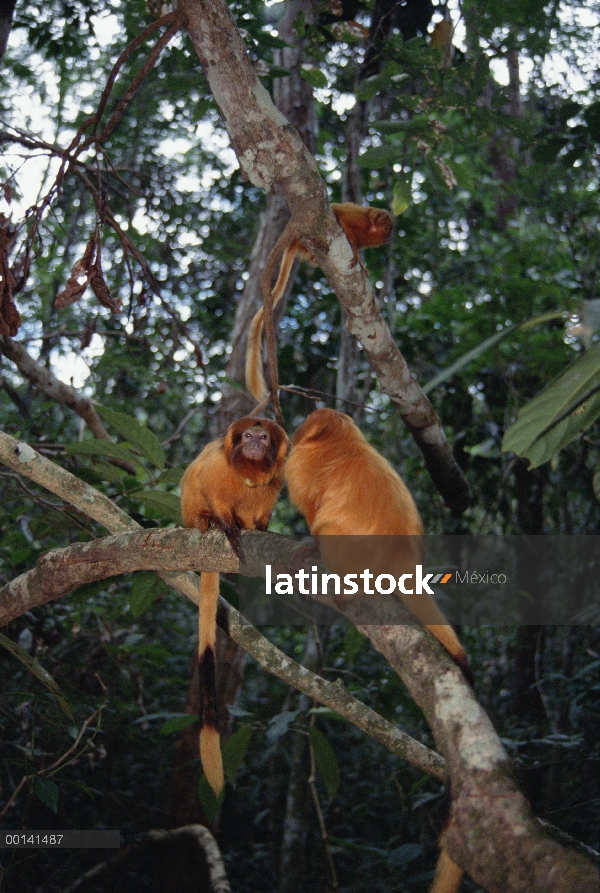 Golden Lion Tamarin (rosalia de Leontopithecus) grupo familiar socialización, Poco Das Antas reserva