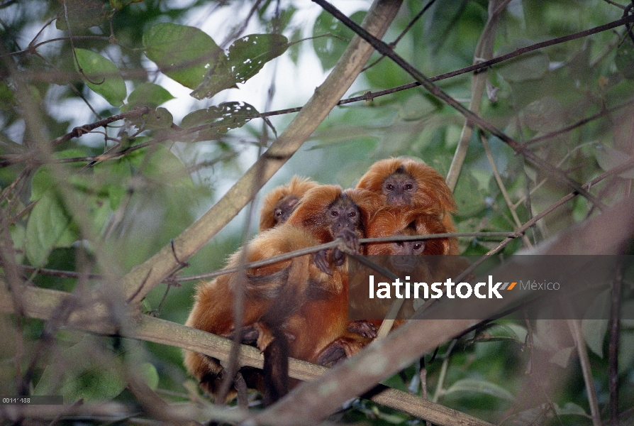 Oro grupo de tití león (Leontopithecus rosalia) amontonarse durante siesta tiempo, Poco Das Antas re