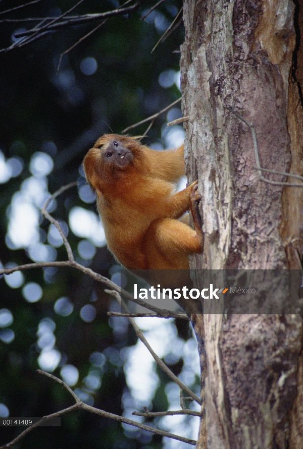 Tamarino león dorado (Leontopithecus rosalia) en hábitat de bosque denso, Poco Das Antas reserva, bo