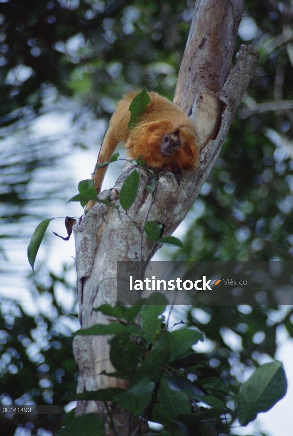 Tití león dorado (Leontopithecus rosalia) alimentándose de insectos, Poco Das Antas reserva, bosque 