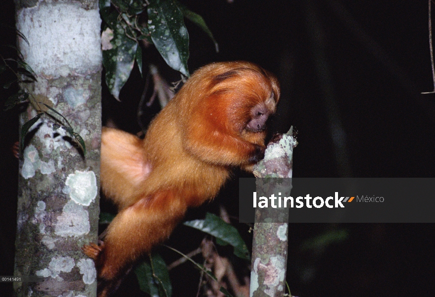 Tití león dorado (Leontopithecus rosalia) alimentándose de insectos, Poco Das Antas reserva, bosque 