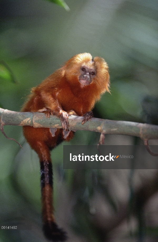 Golden Lion Tamarin (rosalia de Leontopithecus) retrato, Poco Das Antas reserva, bosque Atlántico, B