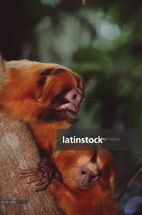 Golden Lion Tamarin (rosalia de Leontopithecus) grupo familiar socialización, Poco Das Antas reserva