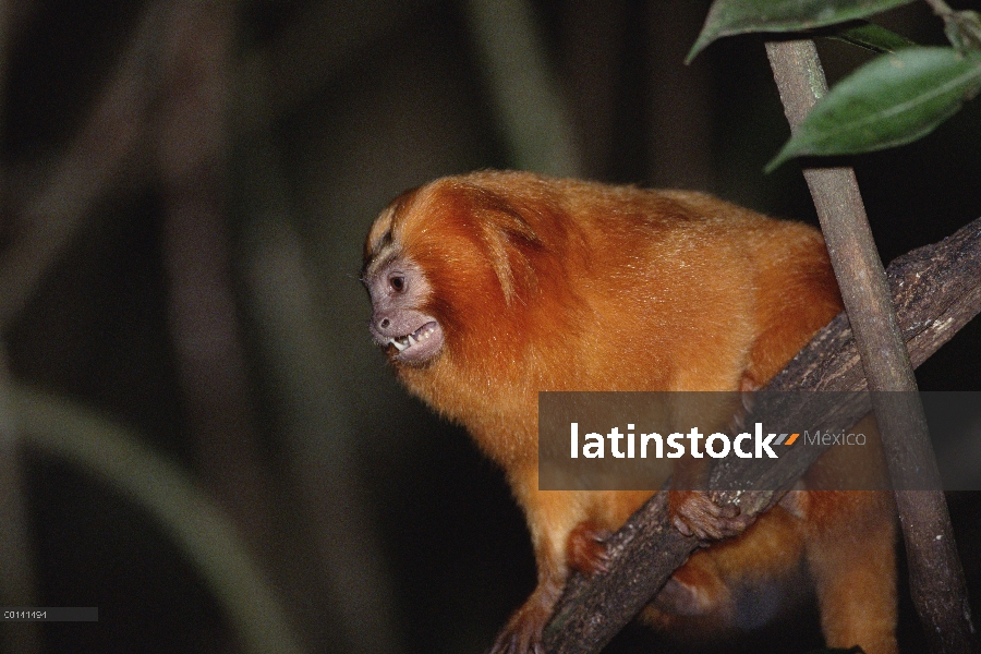 Golden Lion Tamarin (rosalia de Leontopithecus) retrato, Poco Das Antas reserva, bosque Atlántico, B