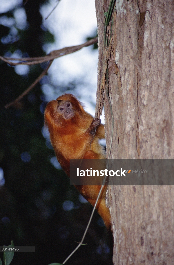 Tamarino león dorado (Leontopithecus rosalia) en hábitat de bosque denso, Poco Das Antas reserva, bo