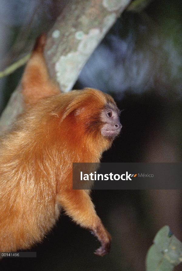 Golden Lion Tamarin (rosalia de Leontopithecus) retrato, Poco Das Antas reserva, bosque Atlántico, B