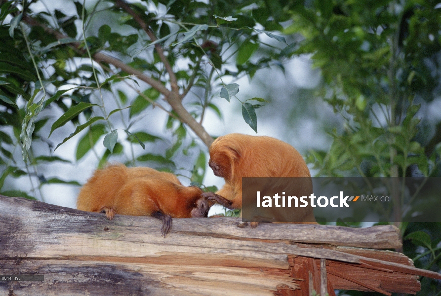 Oro tamarino león (Leontopithecus rosalia) preparación otro, bosque Atlántico, Brasil