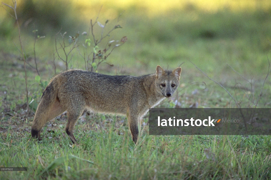 Zorro (común Cerdocyon thous) salen de un matorral de forraje en la sabana pantanosa, refugio ecológ