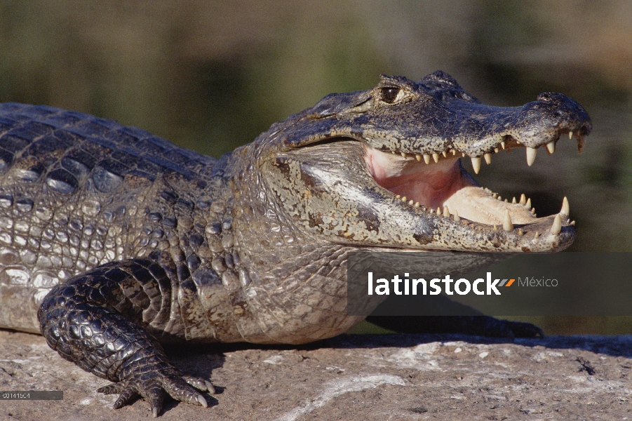 Retrato de Caiman yacaré (Caiman yacare), Pantanal, Brasil