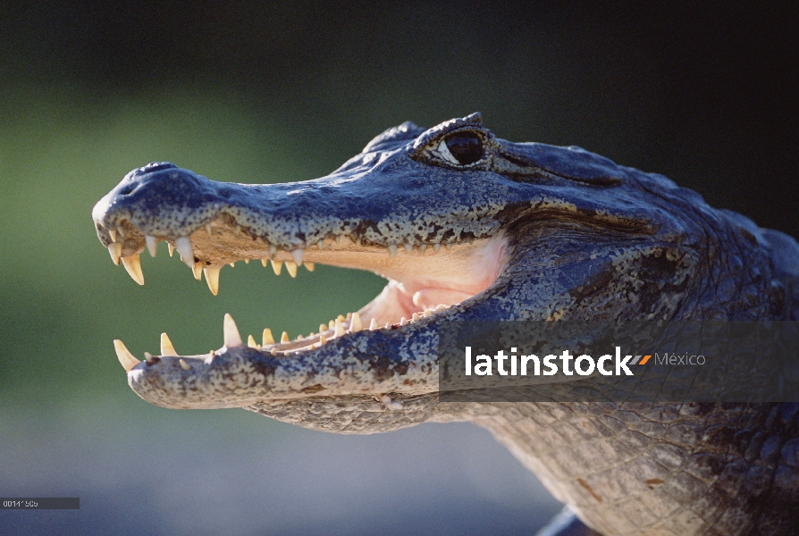 Retrato de Caiman yacaré (Caiman yacare), Pantanal, Brasil