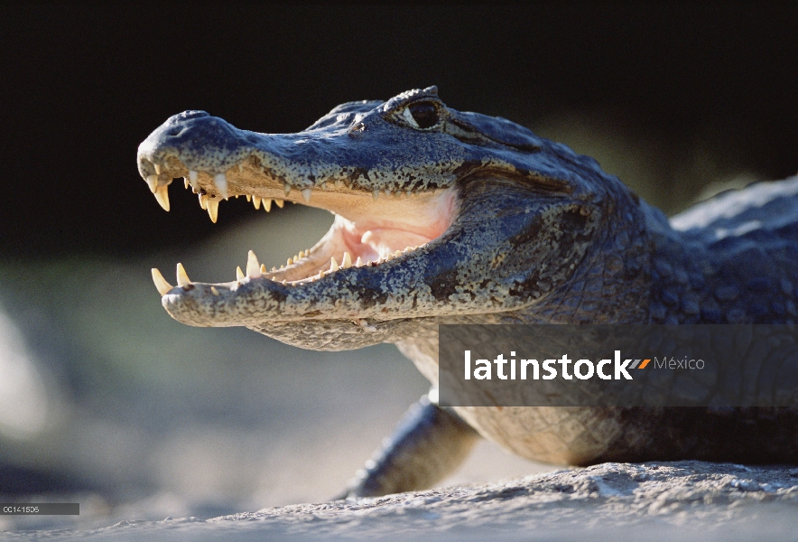 Caiman yacaré (Caiman yacare) disfrutando con abrir la mandíbula para disipar calor, refugio ecológi