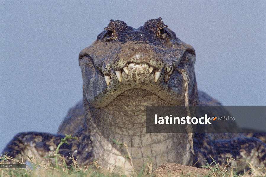 Retrato de Caiman yacaré (Caiman yacare) Pantanal, Brasil