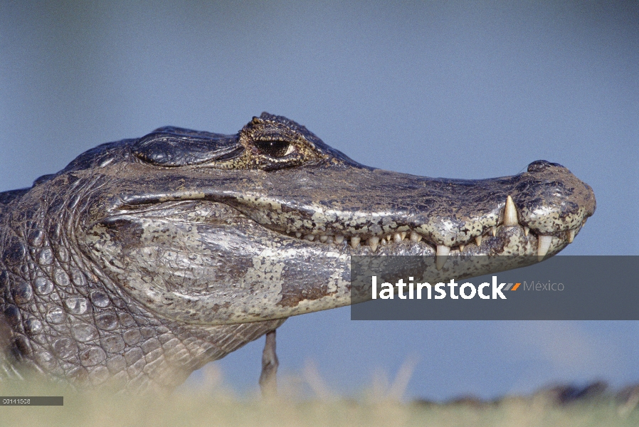 Retrato de Caiman yacaré (Caiman yacare), Pantanal, Brasil