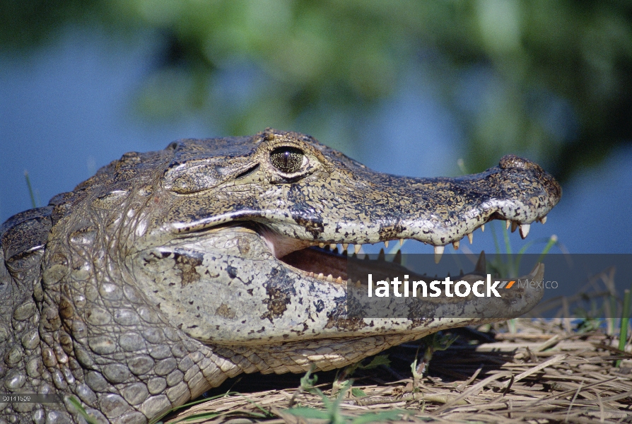 Retrato de Caiman yacaré (Caiman yacare), Pantanal, Brasil