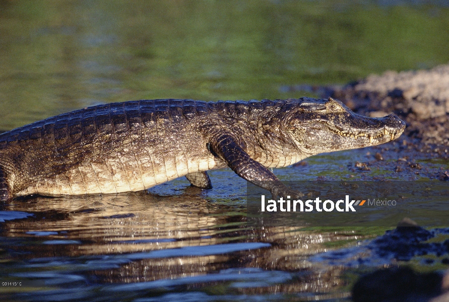 Retrato de Caiman yacaré (Caiman yacare), Pantanal, Brasil