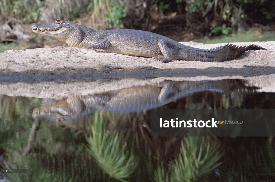 Caiman yacaré (Caiman yacare) en la barra de arena, Pantanal, Brasil